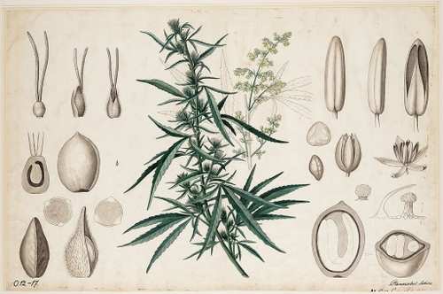 old illustration of cannabis and plant anatomy