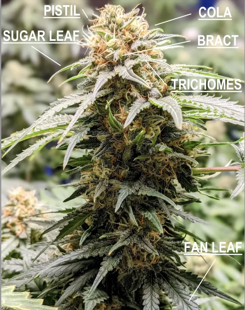 cannabis bud with diagram